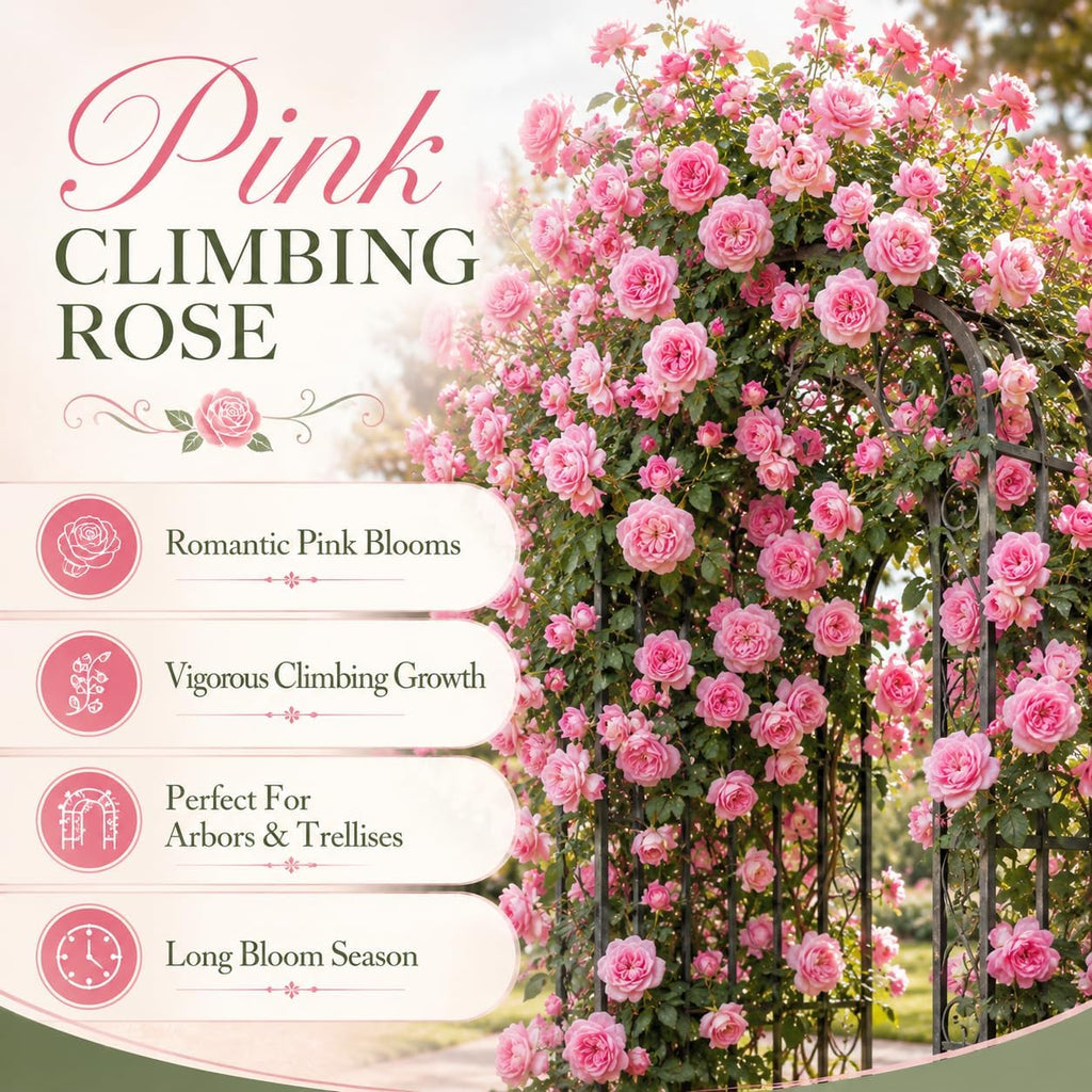 Pink Climbing Roses Live Plant 10-14" Tall in Large Pot, Heirloom Climbing Rose Bush, Fragrant High-Yielding Perennial Flowering Vine for Trellis & Fence