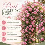 Pink Climbing Roses Live Plant 10-14" Tall in Large Pot, Heirloom Climbing Rose Bush, Fragrant High-Yielding Perennial Flowering Vine for Trellis & Fence