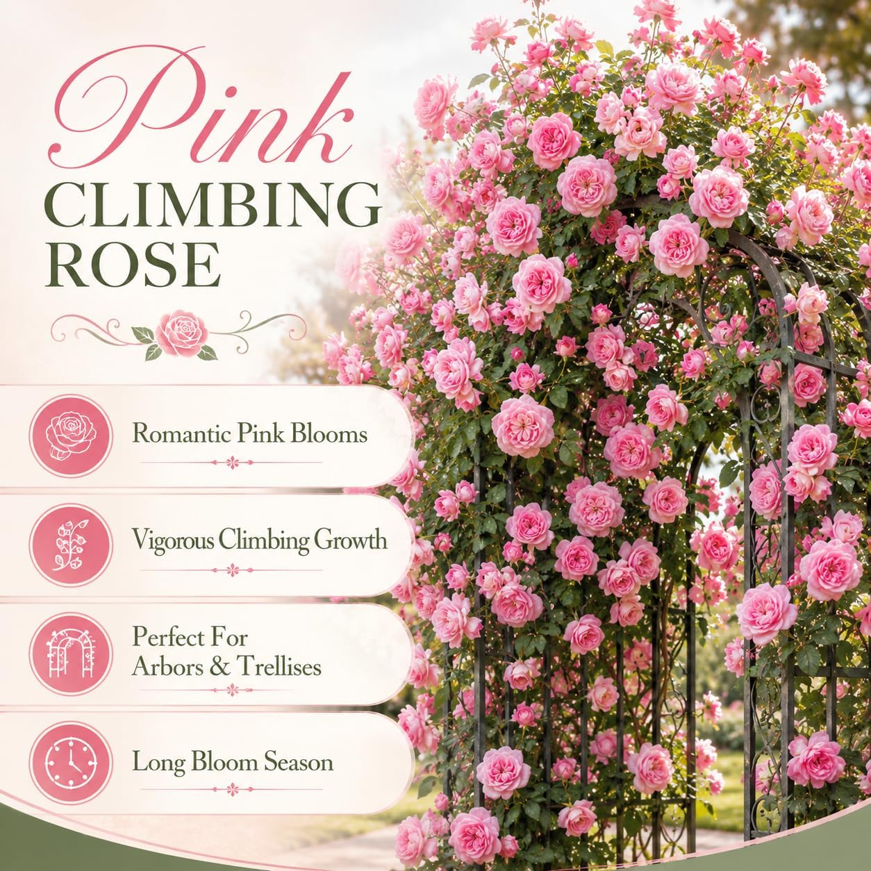 Pink Climbing Roses Live Plant, Small Size, Fragrant Climbing Rose Bush, Beautiful Double Blooms, Perennial Flower Plant for Backyard Fences and Walls