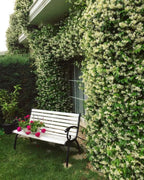 Belle of India Jasmine Plant Live | Size 4 to 5 Inch Tall | Housewarming Friendship Gifts for Women Best Friend Presents for Mom Birthday Gift for New Home