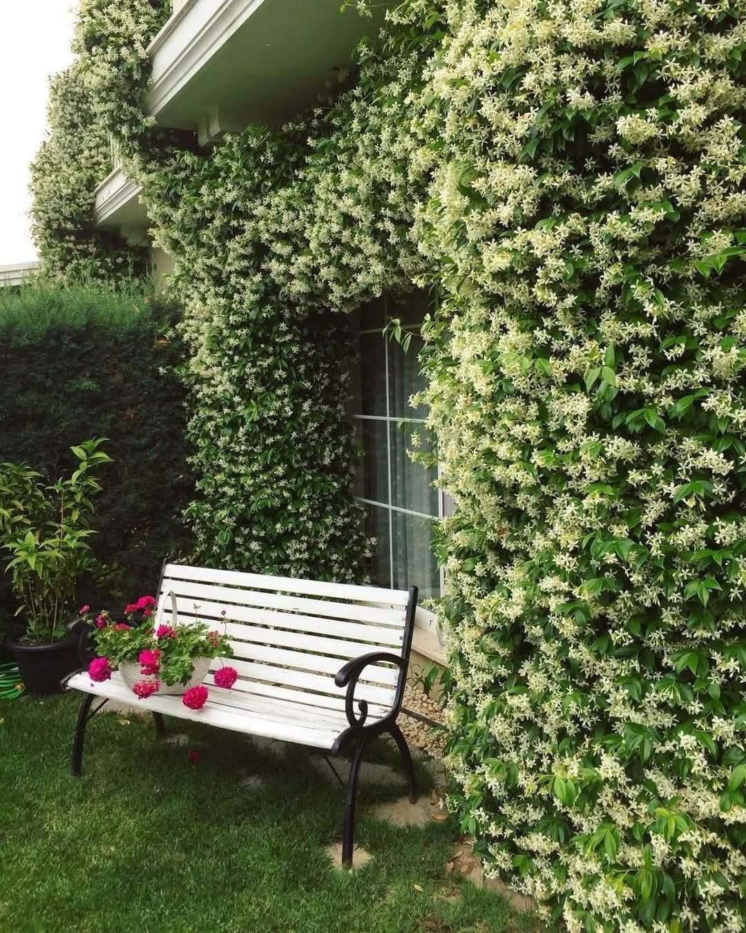 Belle of India Jasmine Plant Live | Size 4 to 5 Inch Tall | Housewarming Friendship Gifts for Women Best Friend Presents for Mom Birthday Gift for New Home