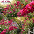 Black Knight Butterfly Bush Live Plant, 4-6 Inch Tall Starter, Deep Purple Flowering Shrub for Backyard and Garden Rows