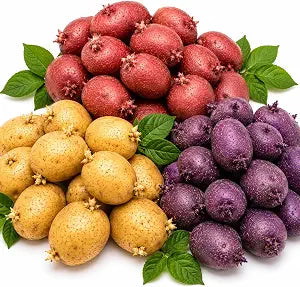 Seed Potatoes, 2 Lbs, Non GMO, Easy To Grow, Heirloom Potato Seeds for Planting Outdoors