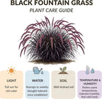 2 Black Fountain Grass Live Plant, 4 Inch Tall Fountain Grass, Low Maintenance, Fast Growing Perennial Ornamental Grasses for Gardens