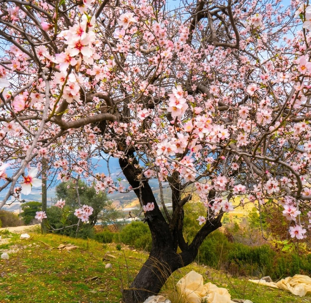 Autumnalis Cherry Tree Live Plant, 6-12 Inch Tall Starter Plant, Japanese Cherry Blossom Tree, Easy Care Flowering Tree for Planting Outdoors