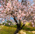 Autumnalis Cherry Tree Live Plant, 6-12 Inch Tall Starter Plant, Japanese Cherry Blossom Tree, Easy Care Flowering Tree for Planting Outdoors