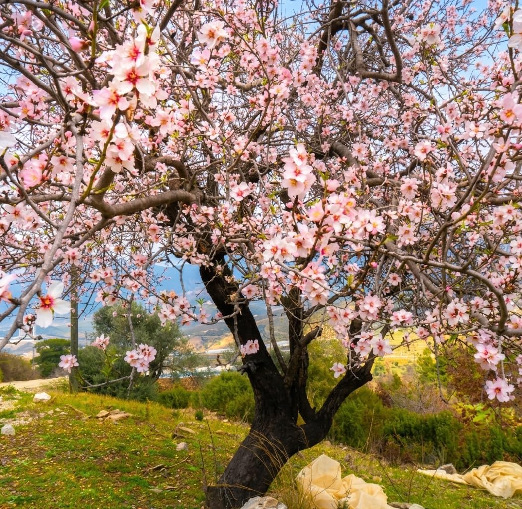 Autumnalis Cherry Tree Live Plant, 6-12 Inch Tall Starter Plant, Japanese Cherry Blossom Tree, Easy Care Flowering Tree for Planting Outdoors