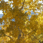 Quaking Aspen Tree, 4-6"" Tall Potted Tree Starter, Sturdy Cold-Hardy Plant with Golden Autumn Foliage & Trembling Leaves for Home Landscapes
