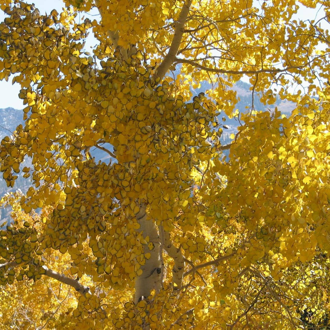 Quaking Aspen Tree, 4-6"" Tall Potted Tree Starter, Sturdy Cold-Hardy Plant with Golden Autumn Foliage & Trembling Leaves for Home Landscapes