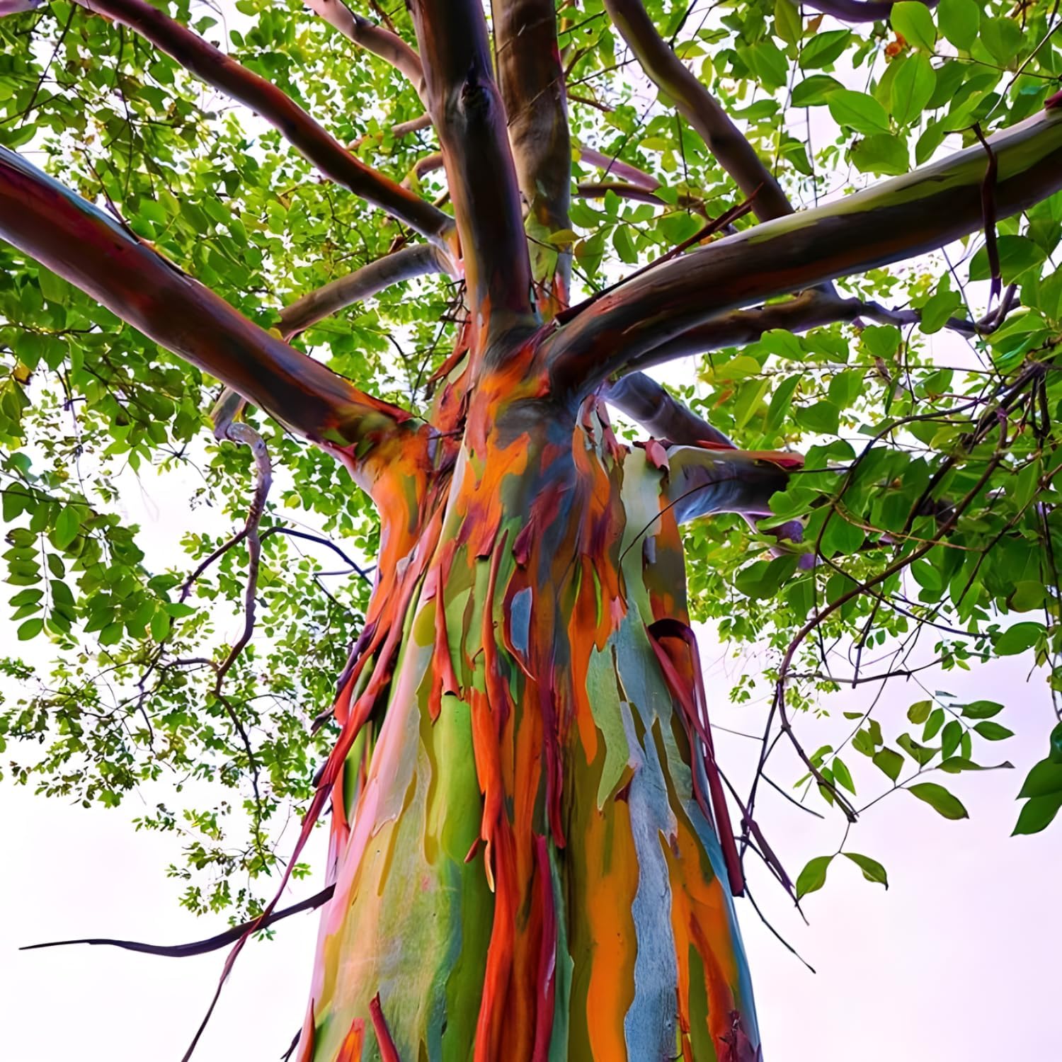 Rainbow Eucalyptus Live Plant in 2.5 Inch Pot | Stunning Colorful Bark and Fast-Growing Foliage | Perfect Accent for Gardens, Patios & Tropical Outdoor Spaces