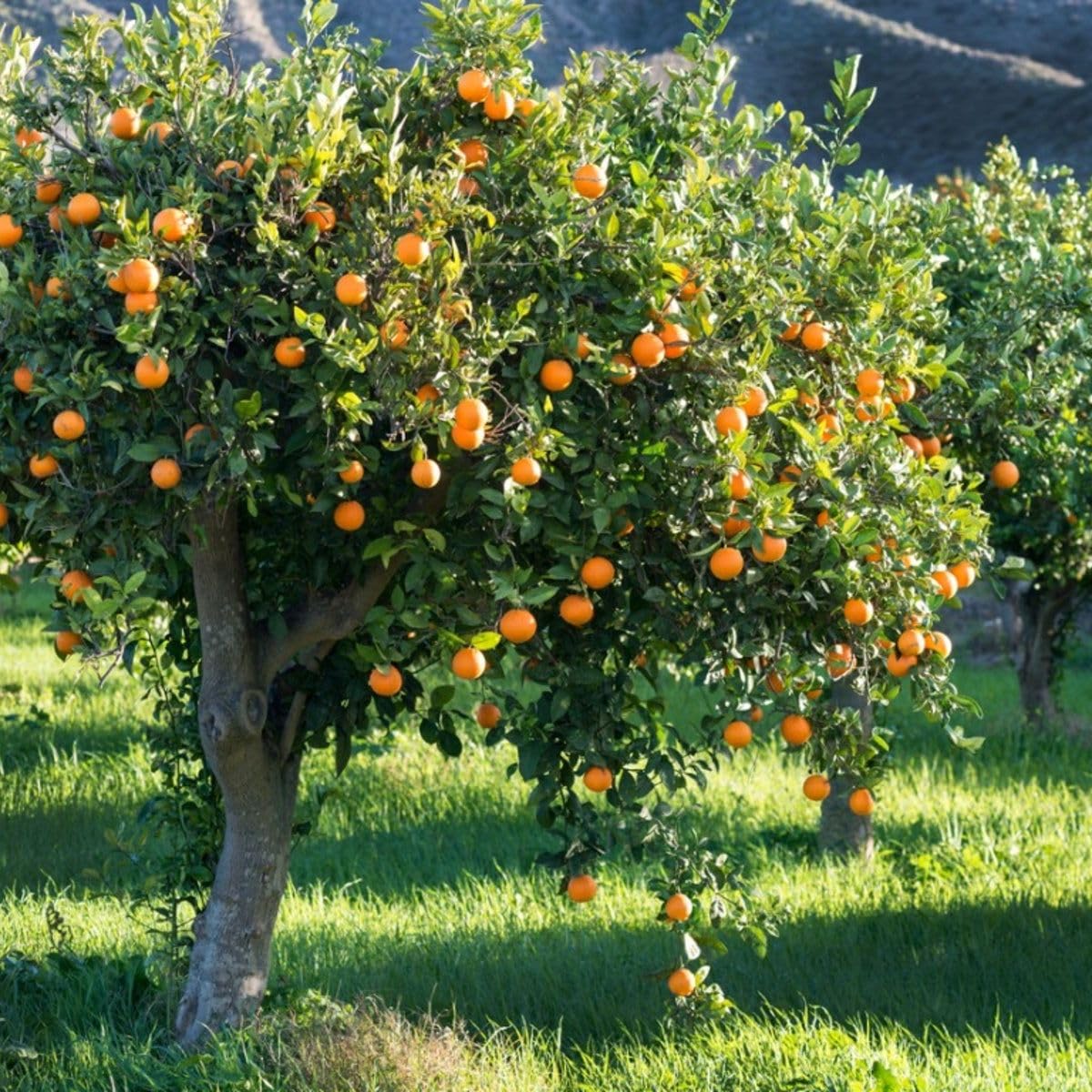 (No Ship to CA,HI,AK) Kishu Mandarin Oranges Tree Live Plant | 1 Gallon Live Potted Citrus Tree | Sweet Juicy Fruit for Cooking Juicing & Home Gardening