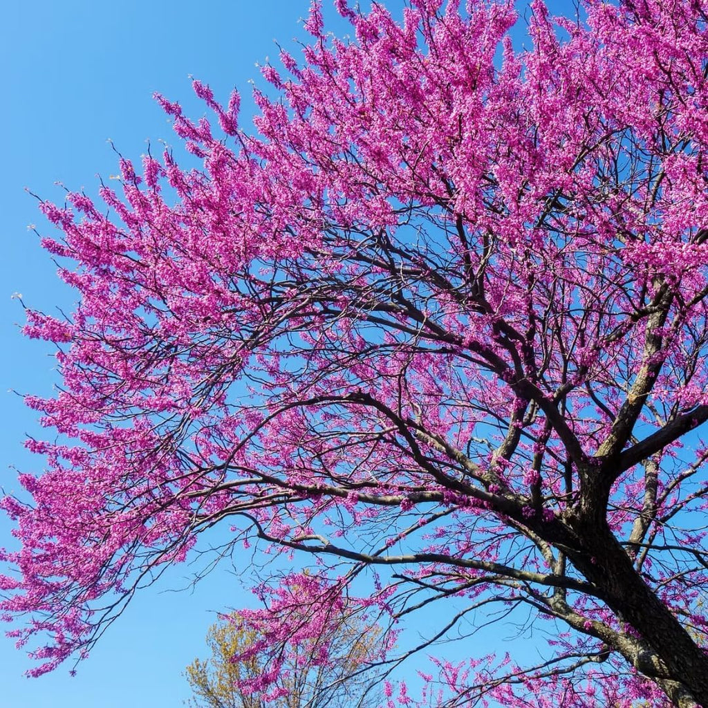 15 Eastern Redbud Tree Live Plant - Set 15 Bulk 6 to 12 Inch Tall | Redbud Live Trees | Beautiful Spring Pink Blossoms | Grown with Care