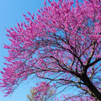 Eastern Redbud Tree Live Plant - 12-18 Inch Tall in Quart Pot, Redbud Live Trees, Beautiful Spring Pink Blossoms, Low-Maintenance Starter Tree for Outdoor Landscaping