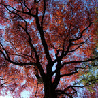 5 Black Tupelo Gum Tree Live Plant – 6 to 12 Inch Tall | Hardy Native Trees with Brilliant Fall Red Color | Great for Landscapes