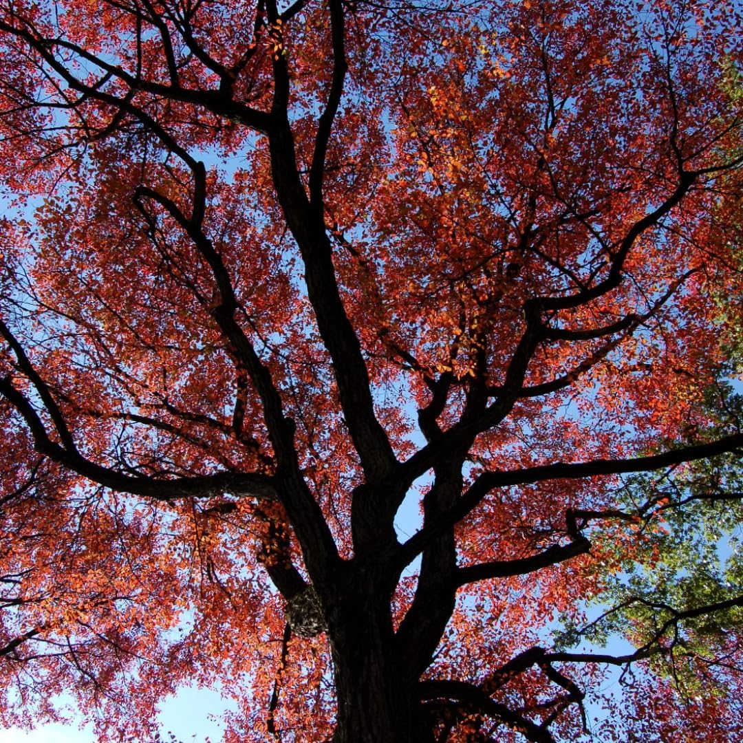 5 Black Tupelo Gum Tree Live Plant – 6 to 12 Inch Tall | Hardy Native Trees with Brilliant Fall Red Color | Great for Landscapes