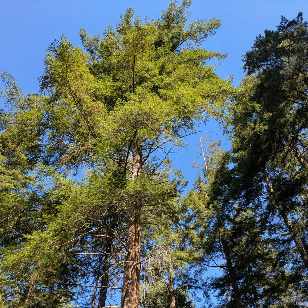 2 Large Redwood Tree Live Plants, Easy Care Redwood Sapling, Hardy, Exotic Foliage, Fast-Growing Evergreen Tree for Outdoor Spaces