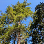 2 Large Redwood Tree Live Plants, Easy Care Redwood Sapling, Hardy, Exotic Foliage, Fast-Growing Evergreen Tree for Outdoor Spaces