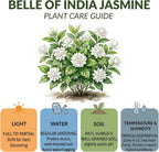 2 Jasmine Plant Live, 4 Inch Tall Belle of India Jasmine Vine Plant Live, Low Maintenance, Lush Tropical Plant with Sweet-Scented White Flowers, Ideal for Indoor and Outdoor Space