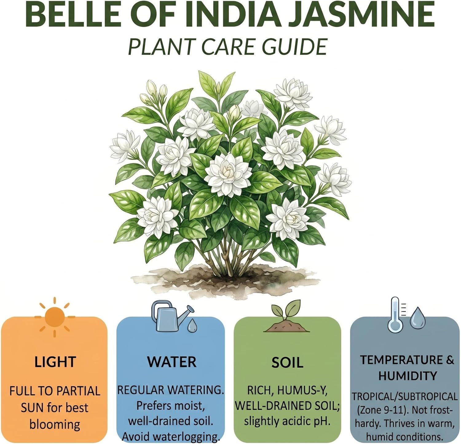 Belle of India Jasmine Plant Live, 4 Inch Tall, Easy Care Indian Jasmine Plant, Fast-Growing, Elegant Fragrant White Flowers for Garden Décor, Patio & Outdoor Spaces