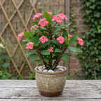 2-Plant Set Pink Euphorbia Milii Live Plant | Crown of Thorns Houseplant | 4 to 8 Inch Tall, Easy to Grow Indoor or Outdoor Decorative Plant, Home Office, Patio Garden