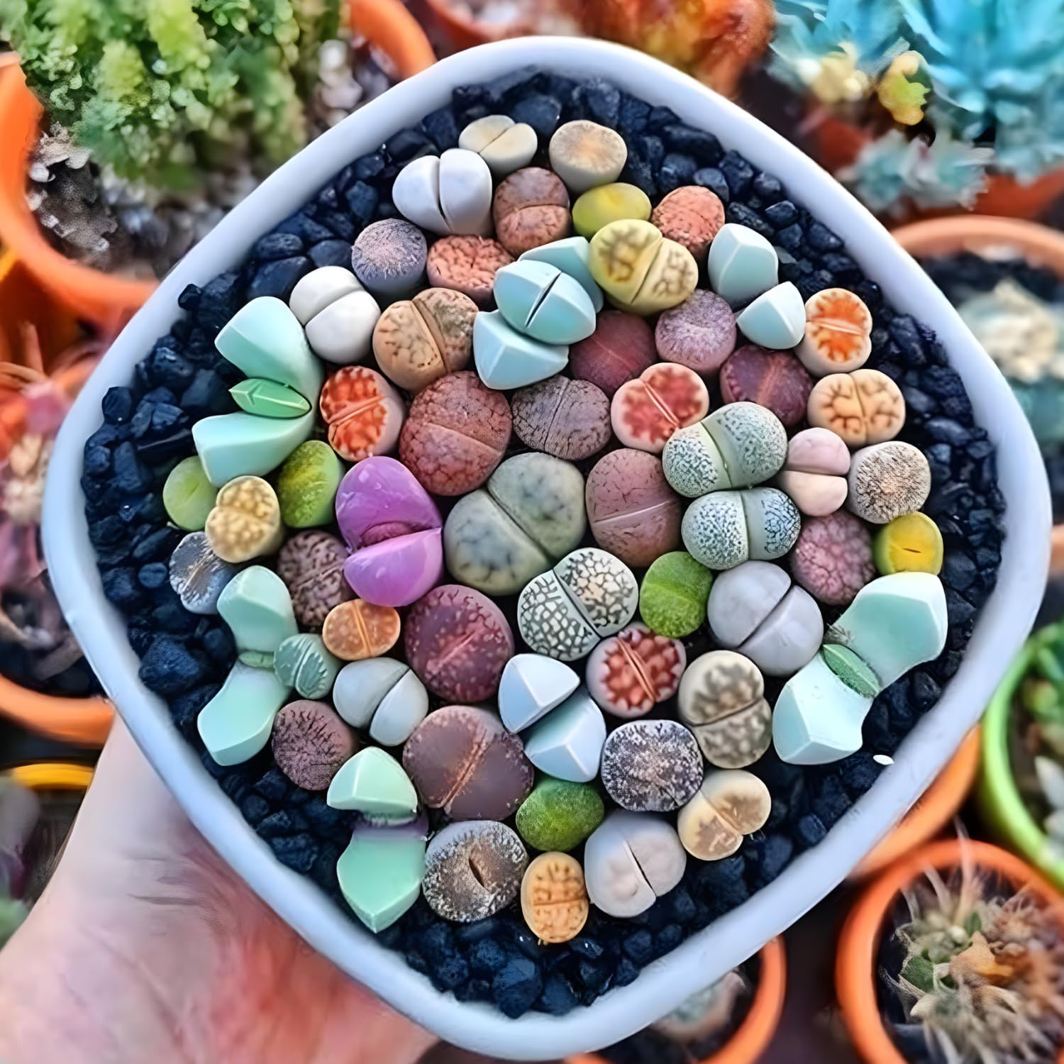 Pack of 30 Live Small Exotic Lithops Live Plants | Perfect for Lithops Starter, Great Terrarium Addition | Bare Root Without Soil or Pot, Easy to Grow and Ideal for Indoor/Outdoor Display