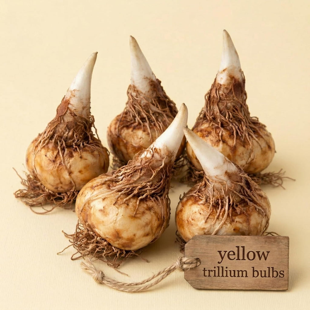 Yellow Trillium Bulbs for Planting, 5 Large Bulbs, Native Wildflower, Easy to Grow, Perennial Flower Bulbs for Growing Outdoors Indoors