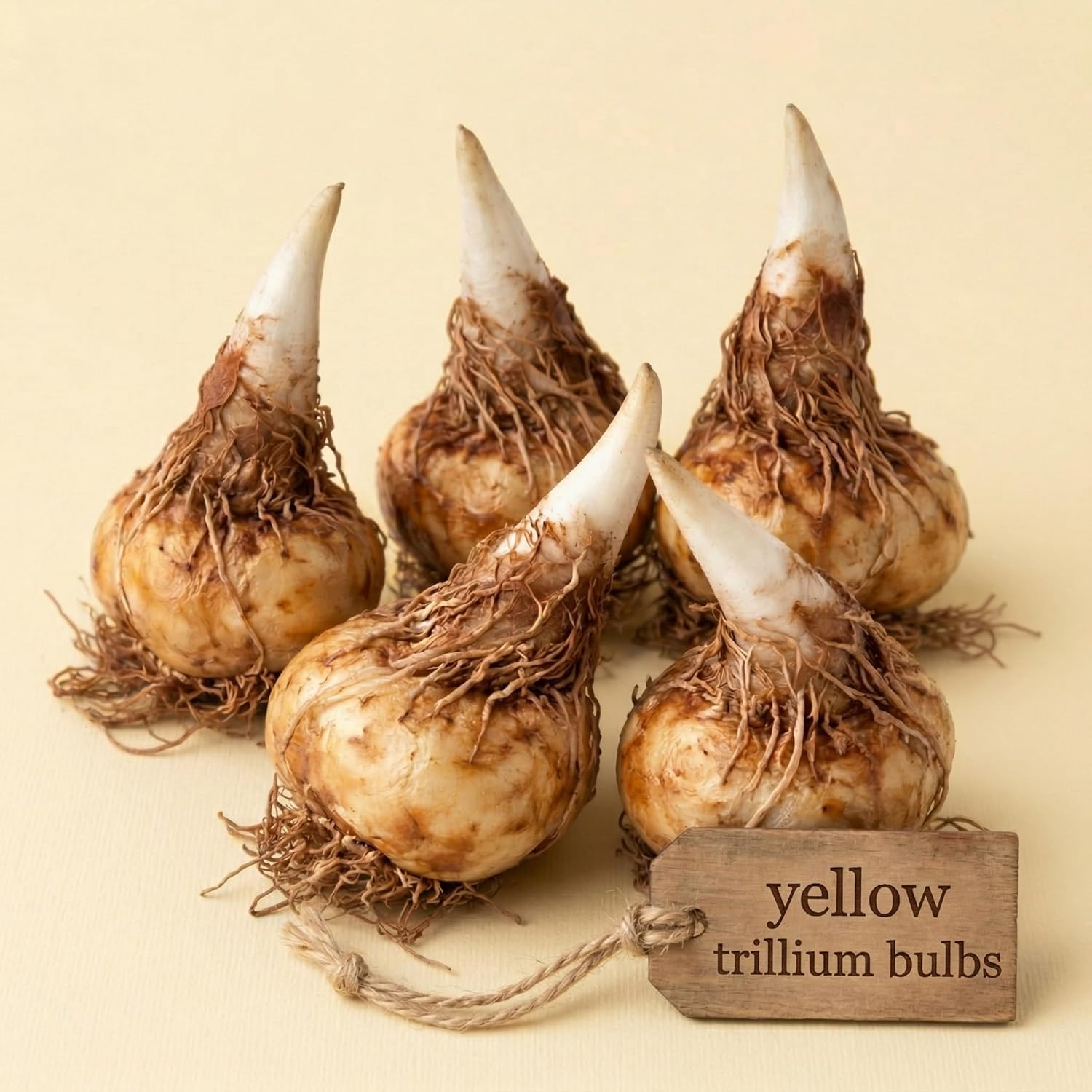 Yellow Trillium Bulbs for Planting, 5 Large Bulbs, Native Wildflower, Easy to Grow, Perennial Flower Bulbs for Growing Outdoors Indoors