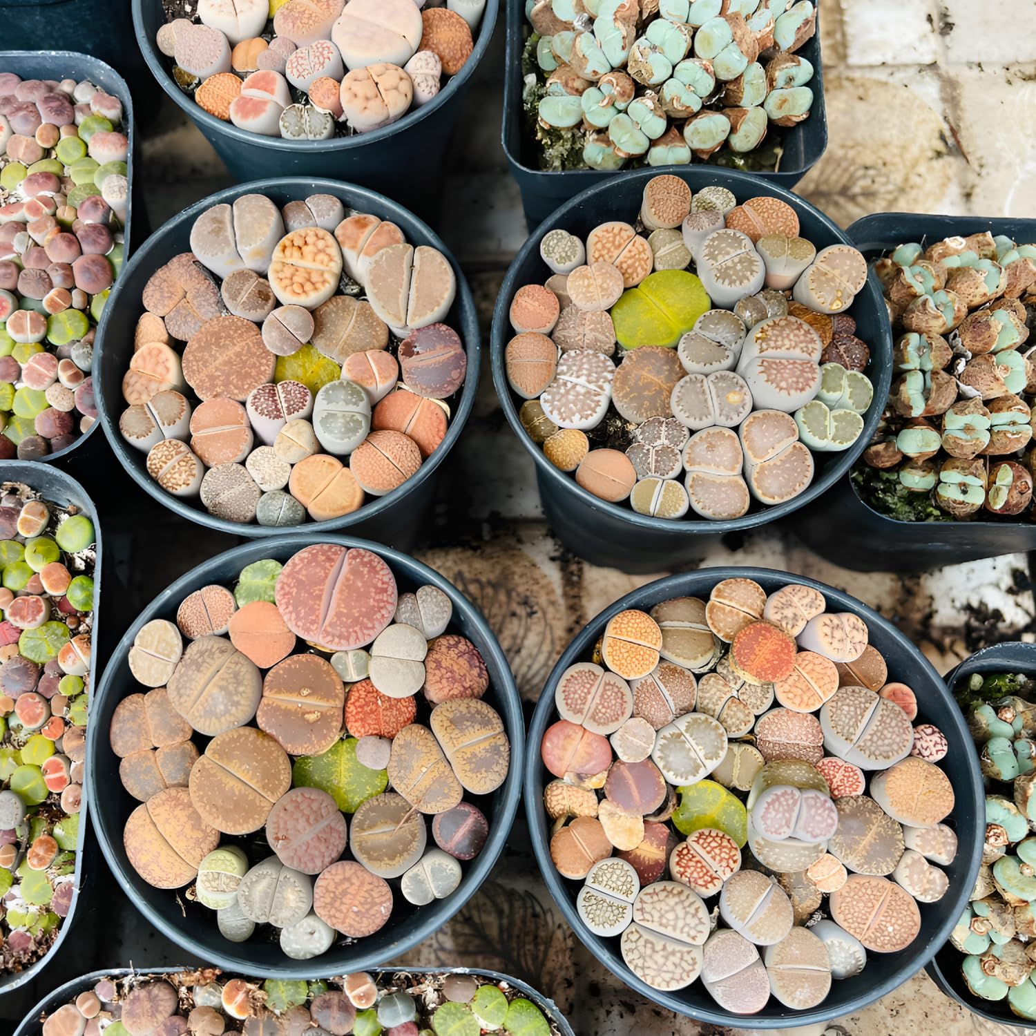 Lithops Large Random Mix Living Stones Succulent Plants Live | 20 Pcs Live Lithops Seedlings | Bare Root Without Pot or Soil, Suitable for Indoor or Outdoor Gardens & Office Use, Friend Plant Lovers