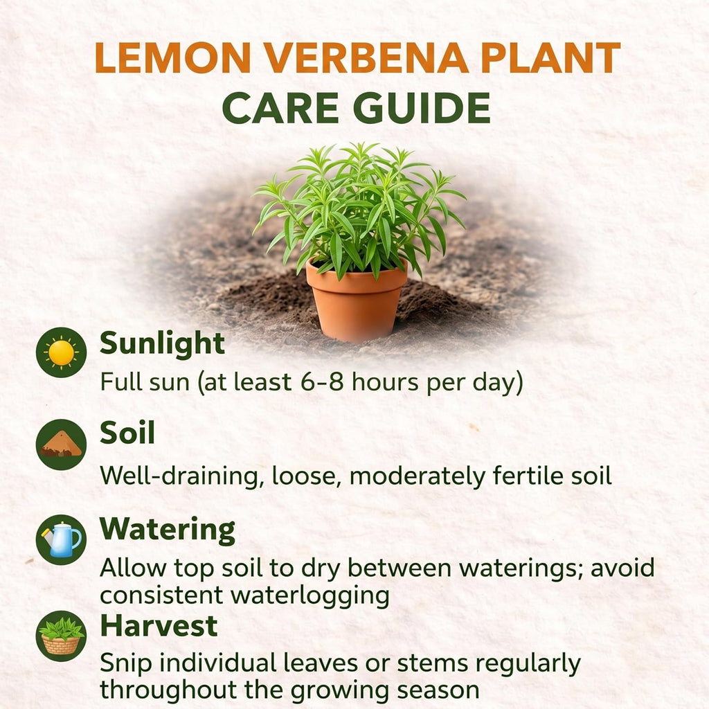 Lemon Verbena Plant, 4-Inch Tall, Aloysia triphylla, Easy to Grow Culinary Herb for Garden Planting, Aromatic and Edible Herb Live Plant