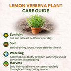 2 Lemon Verbena Plant, 4-Inch Tall Starter Herb, Non-GMO, Fast Growing Edible Herbs, Lemon Verbena Live Plant for Outdoor Garden Planting
