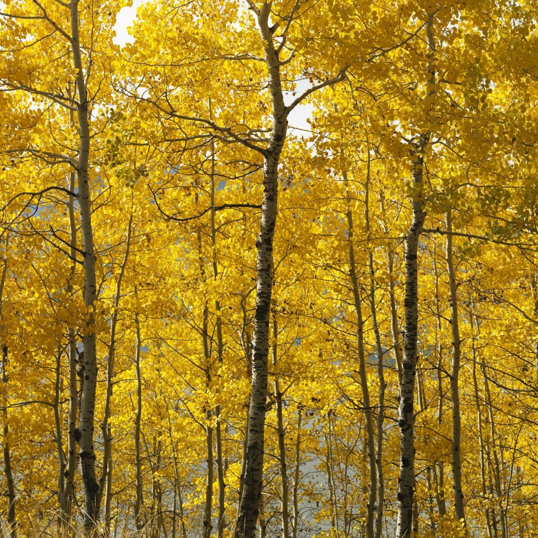 2 Quaking Aspen Tree, 4-6" Tall Plant, Low Maintenance Fast Growing Shade Tree for Homeowners, Cold-Hardy Shrub with Golden Autumn Foliage