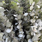 Baby Blue Eucalyptus Live Plant in 2.5 Inch Pot | Live Eucalyptus Plant Indoor or Outdoor | Elegant Compact Growth | Ideal for Patio Pots, Entryways & Home Styling