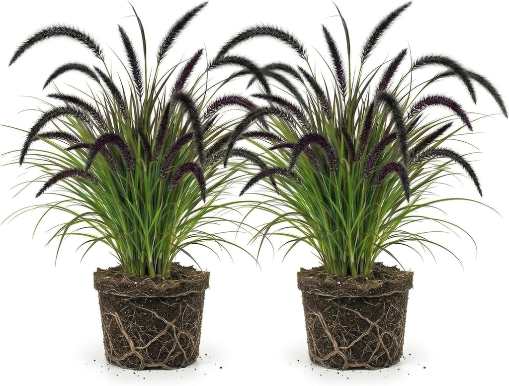 2 Black Fountain Grass Live Plant, 4 Inch Tall Fountain Grass, Low Maintenance, Fast Growing Perennial Ornamental Grasses for Gardens