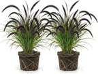 2 Black Fountain Grass Live Plant, 4 Inch Tall Fountain Grass, Low Maintenance, Fast Growing Perennial Ornamental Grasses for Gardens