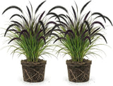 2 Black Fountain Grass Live Plant, 4 Inch Tall Fountain Grass, Low Maintenance, Fast Growing Perennial Ornamental Grasses for Gardens