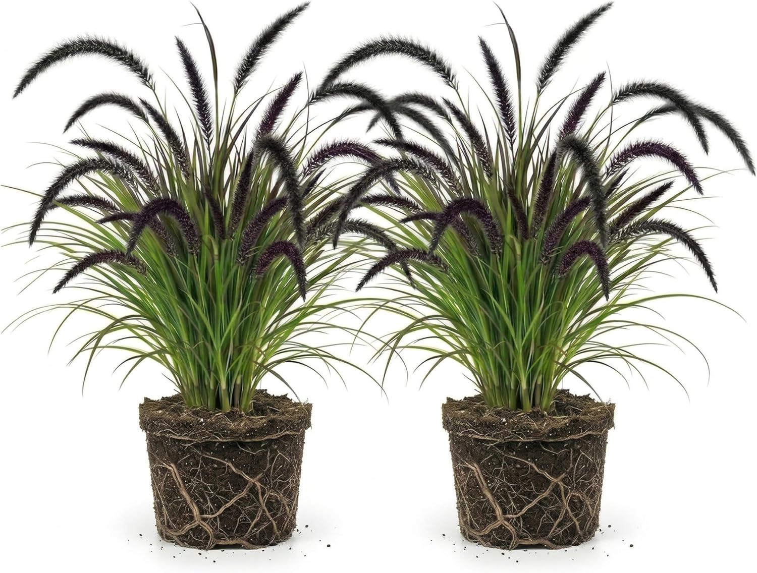 2 Black Fountain Grass Live Plant, 4 Inch Tall Fountain Grass, Low Maintenance, Fast Growing Perennial Ornamental Grasses for Gardens
