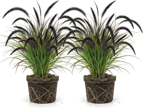 2 Black Fountain Grass Live Plant, 4 Inch Tall Fountain Grass, Low Maintenance, Fast Growing Perennial Ornamental Grasses for Gardens
