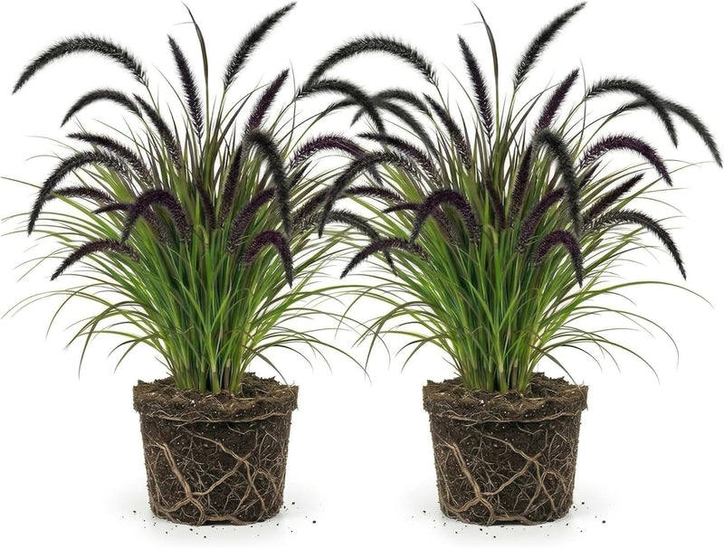 2 Black Fountain Grass Live Plant, 4 Inch Tall Fountain Grass, Low Maintenance, Fast Growing Perennial Ornamental Grasses for Gardens