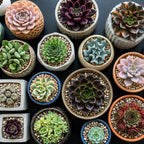 2 Echeveria Chroma Succulent Plants Live, 2 Inch Pot, Rare Live Succulent, Easy Care, Vibrant Color Indoor Houseplant for Home, Office Décor, Small Spaces & Gifts