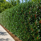 Dwarf Holly Tree Live Plant, Small Size, Low Maintenance Hedge, Compact Evergreen Bush, Perfect for Patio, Containers & Gardens