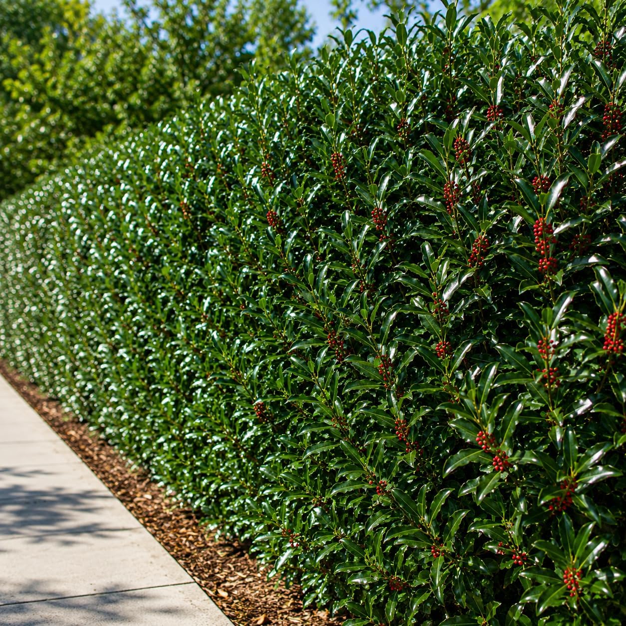 Dwarf Holly Tree Live Plant, Small Size, Low Maintenance Hedge, Compact Evergreen Bush, Perfect for Patio, Containers & Gardens