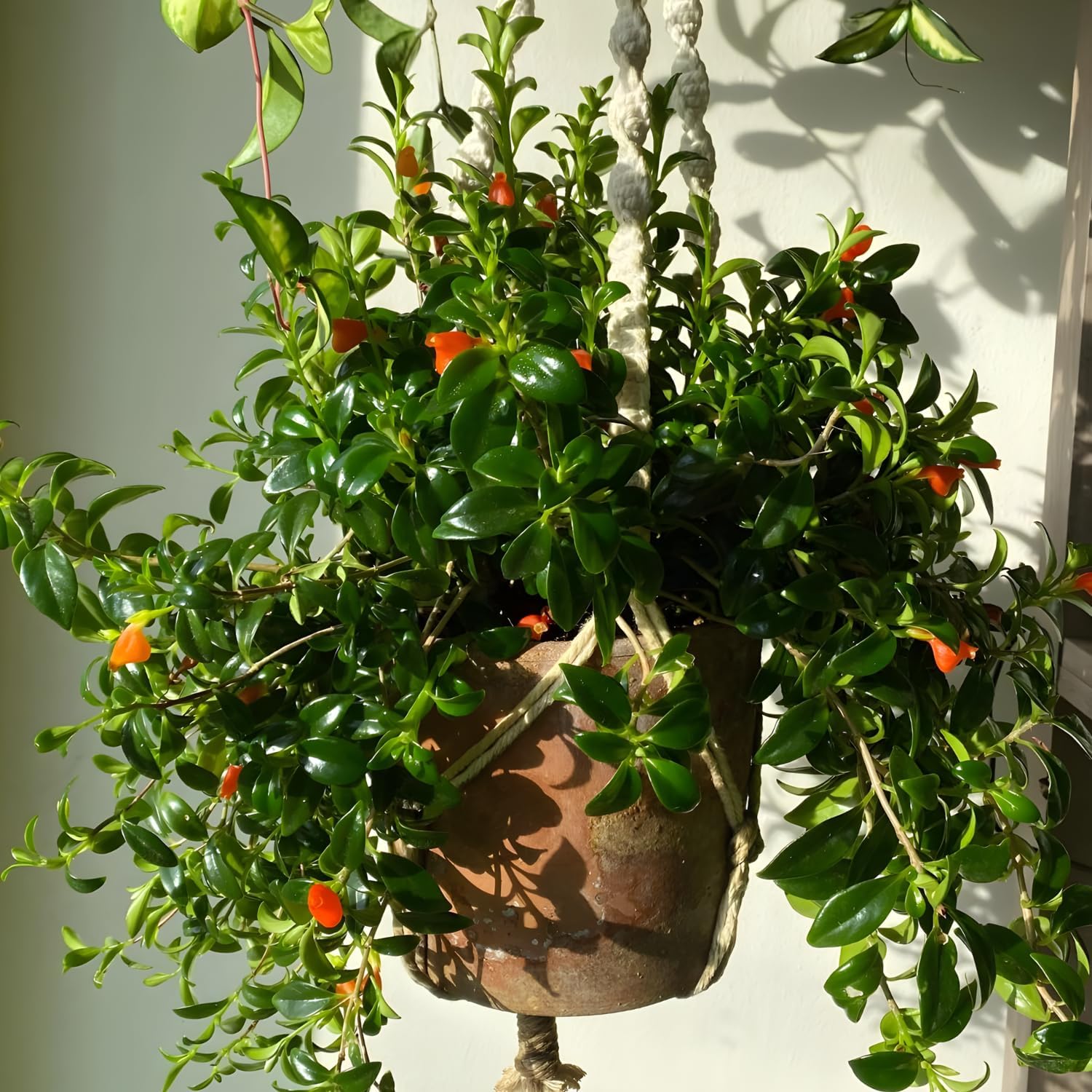 Goldfish Plants Live Houseplants | Live Columnea Nematanthus in 4-Inch Pot | Colorful Trailing Goldfish Plant for Indoors | Perfect for Tables & Home Décor | Ideal Gift for Plant Lovers