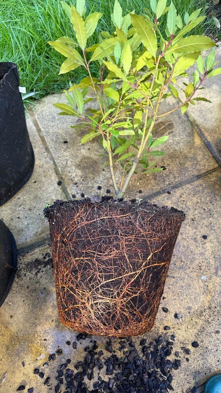 Bay Leaf Tree Live Plant | Laurus Nobilis Sweet Bay Tree | Bay Laurel Plant - 6 to 10 Inch Tall Starter Plant for Home & Garden, Well-Rooted