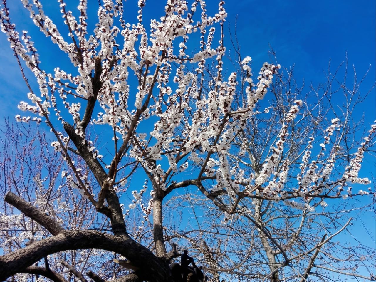 2 Snowgoose Cherry Blossom Tree Plant, 6-12 Inch Tall, Easy Care, Hardy Ornamental Flowering Cherry Tree, Ideal for Yard, Garden & Landscape