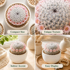 Gymnocalycium Horstii Green Tomato Cactus Plant Live, 4" Pot, Fully Rooted, Easy Care, Unique Ornamental Live Succulent Plant for Home, Office & Indoor Displays