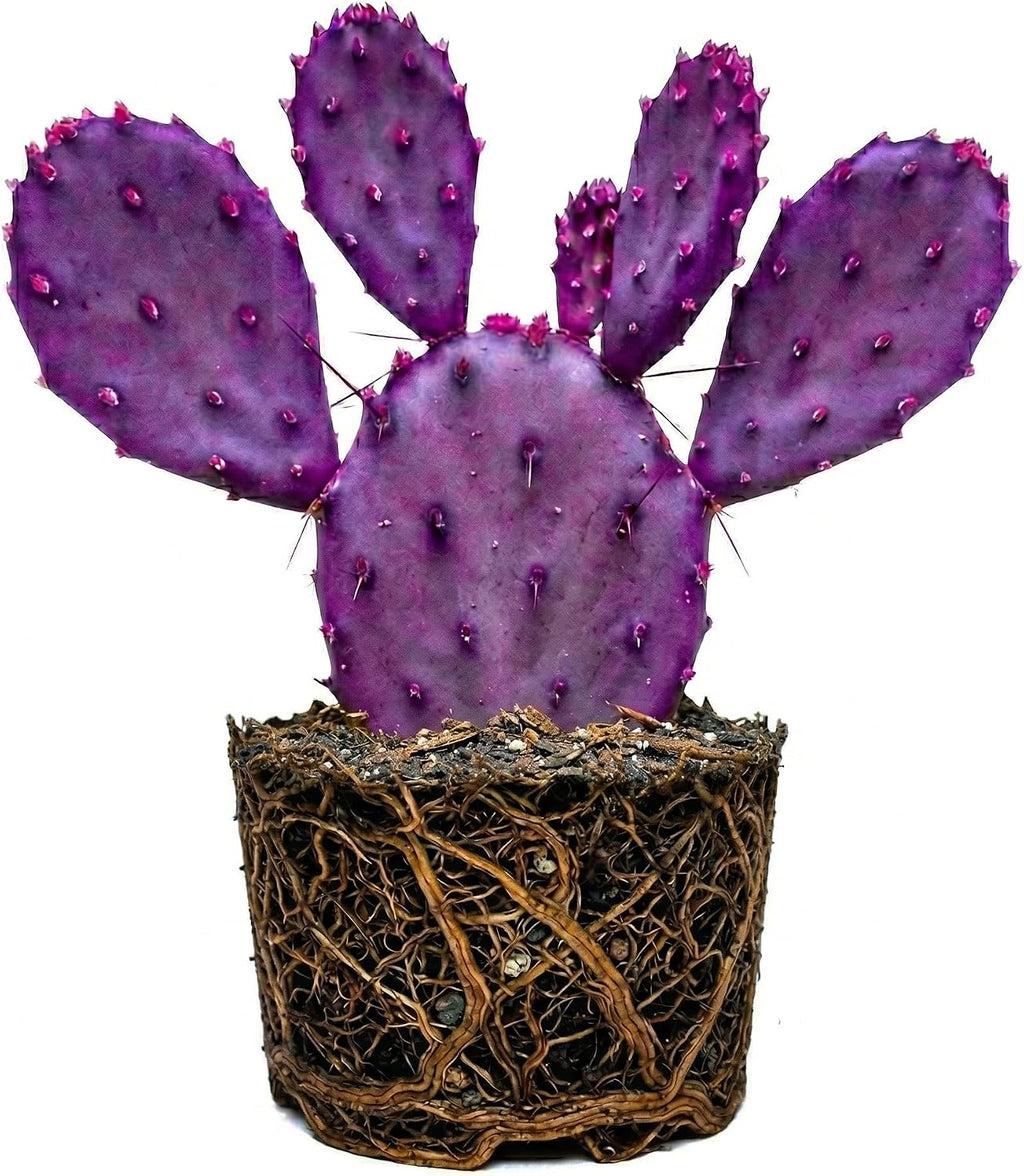 Purple Prickly Pear Cactus Live Plant in 3 Inch Potted | Hardy Desert Cactus for Indoor Display, Outdoor Gardens, Xeriscaping, Borders & Containers