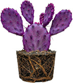 Purple Prickly Pear Cactus Live Plant in 3 Inch Potted | Hardy Desert Cactus for Indoor Display, Outdoor Gardens, Xeriscaping, Borders & Containers