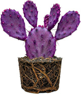 Purple Prickly Pear Cactus Plant in 3 Inch Potted| Live Purple Cactus | Low-Maintenance & Drought Resistant, Ideal for Home Décor, Patios, Landscaping, Succulent Gardens & Pots