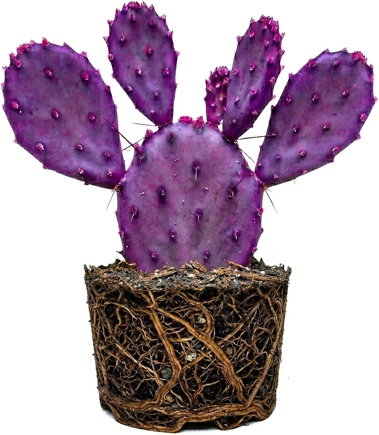 Purple Prickly Pear Cactus Plant in 3 Inch Potted| Live Purple Cactus | Low-Maintenance & Drought Resistant, Ideal for Home Décor, Patios, Landscaping, Succulent Gardens & Pots