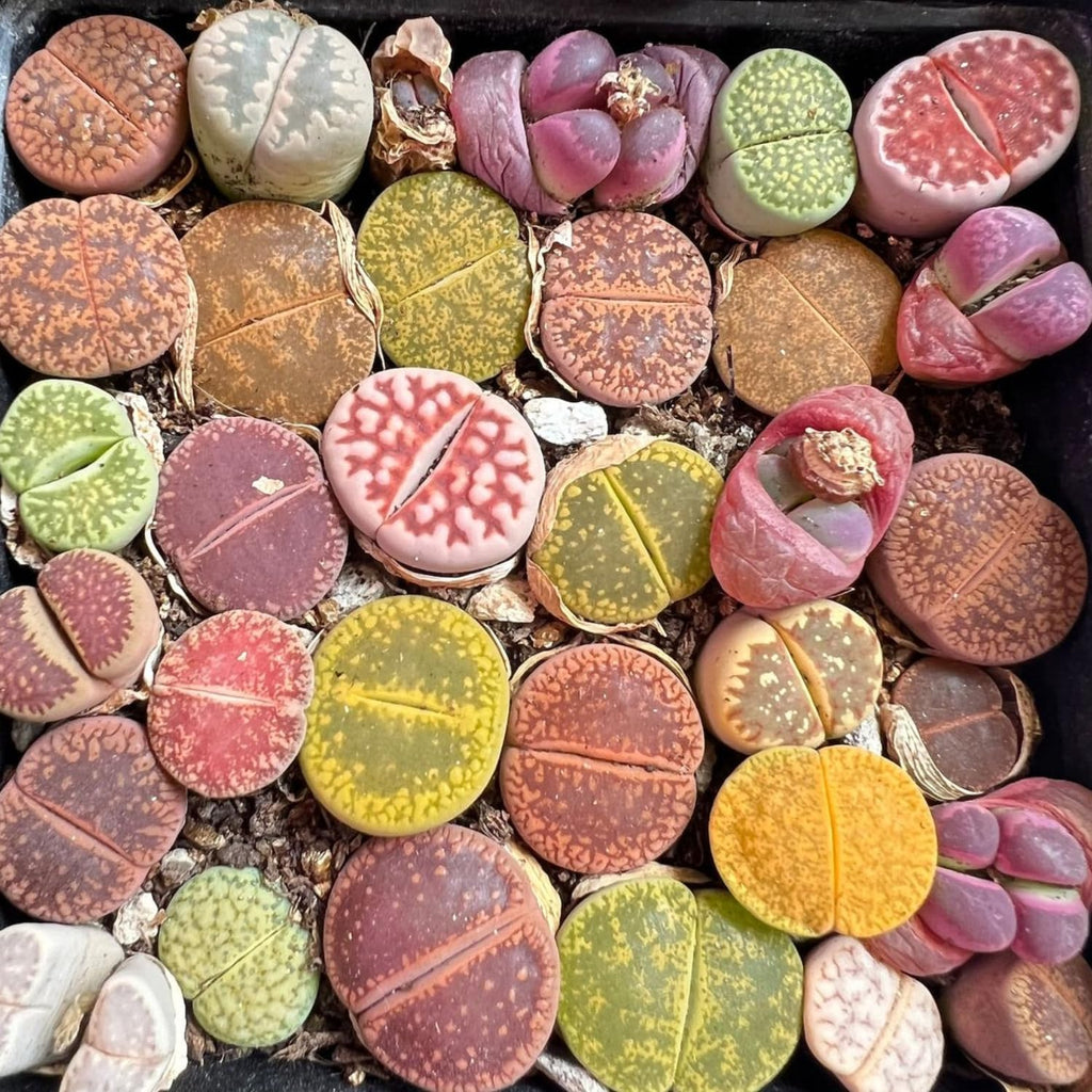 Mix Lithops Succulent Plants Live | 30 Pcs Lithops Live Plants | Bare Root Without Pot & Soil, Indoor Office Desk Decoration, Friend Plant Lovers Gifts